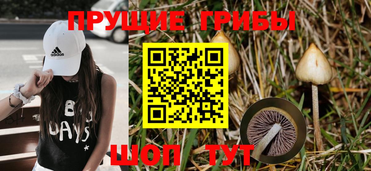 Псилоцибиновые грибы Psilocybe Ессентуки