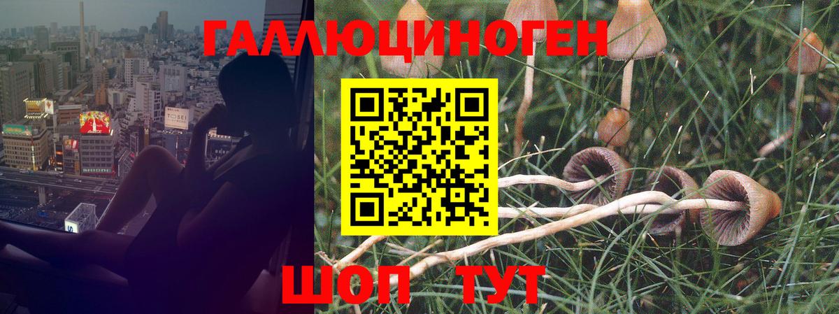 Псилоцибиновые грибы Magic Shrooms  Вход с VPN  Галлюциногенные грибы Magic Shrooms  Ессентуки 